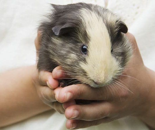elegir una cobaya