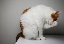 síntomas de parásitos en gatos