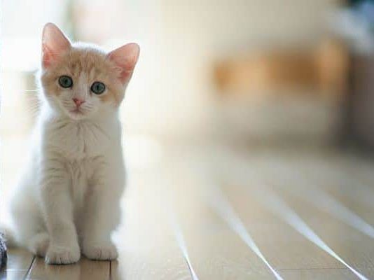 taurina en gatos