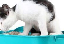 uretrostomía en gatos