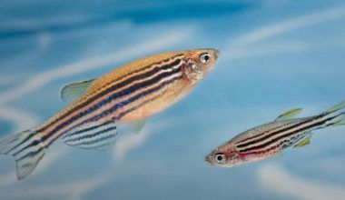Peces Cebra