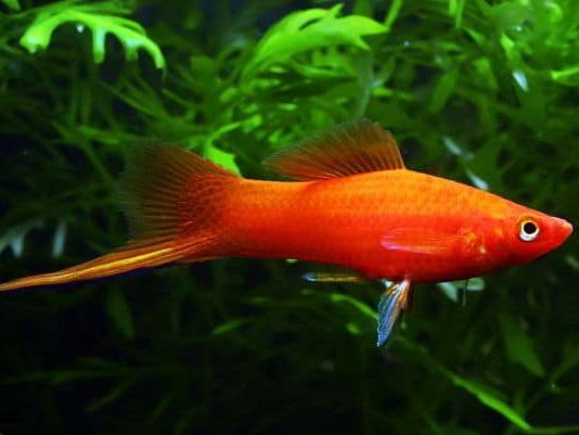 Peces Cola de Espada