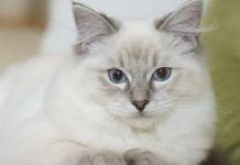 fus en gatos