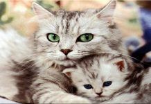 mastitis en gatos