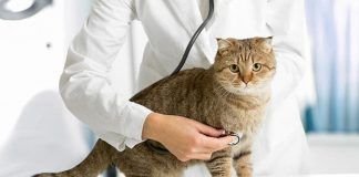 síndrome vestibular en gatos