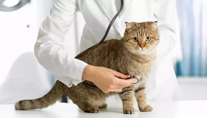 síndrome vestibular en gatos