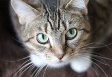 tratamiento para la conjuntivitis en gatos