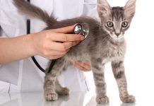 virus en gatos