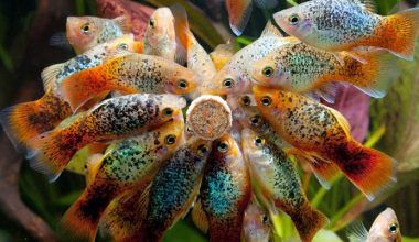 Peces Platy