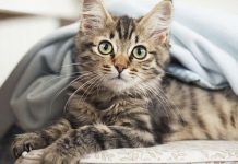 bronquitis en gatos