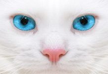 cáncer de nariz en gatos