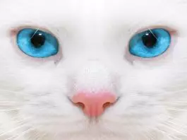 cáncer de nariz en gatos