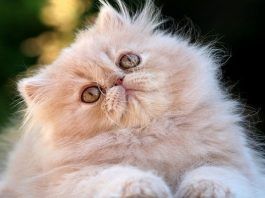 ojos rojos en gatos