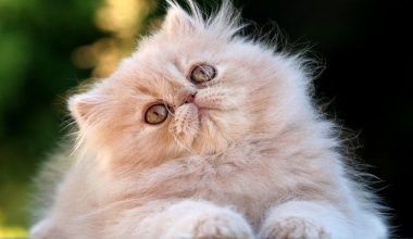 ojos rojos en gatos