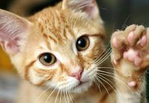 problemas respiratorios en gatos
