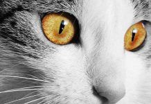 queratitis en gatos