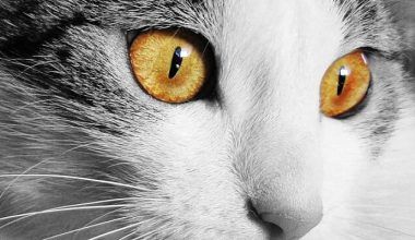 queratitis en gatos