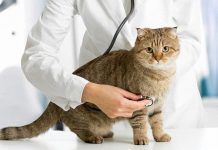 quimioterapia en gatos
