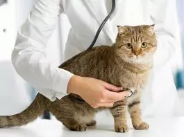 quimioterapia en gatos