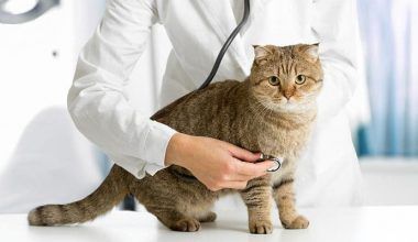 quimioterapia en gatos