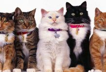 vómito y diarrea en gatos