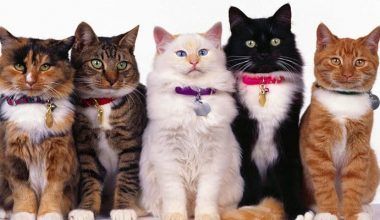 vómito y diarrea en gatos