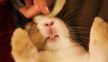 cuidado dental de los conejos