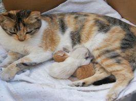 cómo ayudar en un parto de gatas