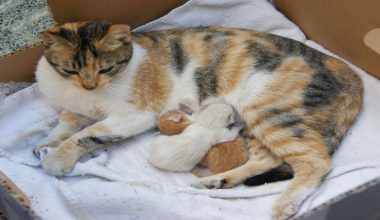 cómo ayudar en un parto de gatas
