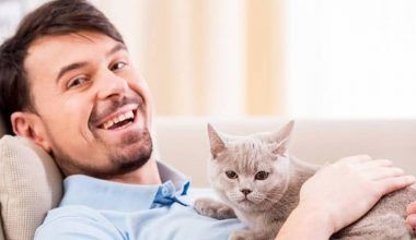en qué ayudan los gatos a las personas
