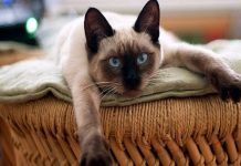 hernia diafragmática en gatos