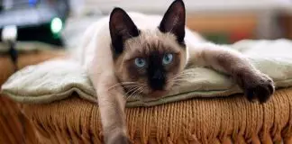 hernia diafragmática en gatos