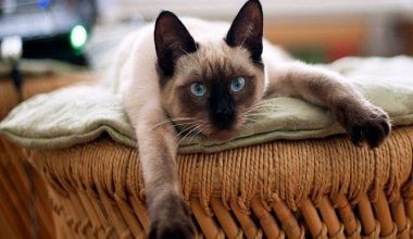 hernia diafragmática en gatos