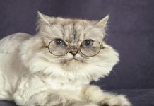 megacolon en gatos