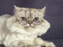 megacolon en gatos