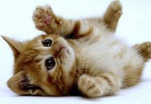 miasis en gatos