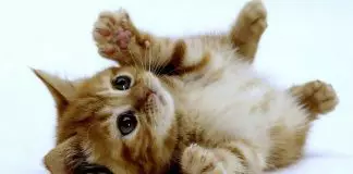 miasis en gatos