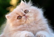 micosis en gatos
