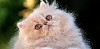 micosis en gatos