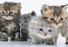 microsporum canis en gatos