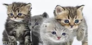 microsporum canis en gatos