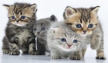 microsporum canis en gatos