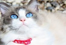 problemas oculares en gatos