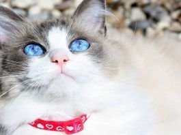 problemas oculares en gatos