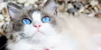 problemas oculares en gatos