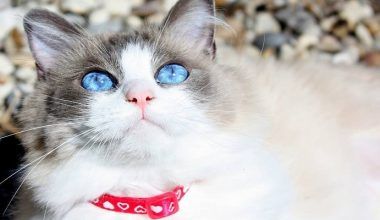 problemas oculares en gatos