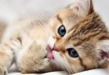 que es bueno para el jiote en gatos|