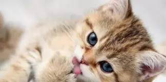 que es bueno para el jiote en gatos|
