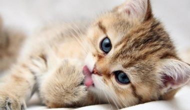 que es bueno para el jiote en gatos|