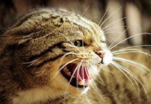 rabia en gatos